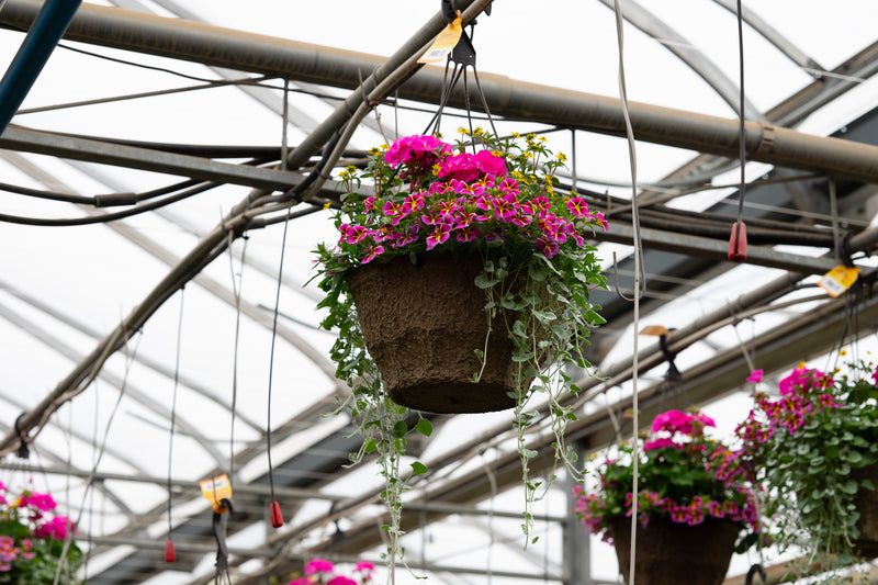 12" Premium Fibre Hanging Basket – Pink Stardust Mix