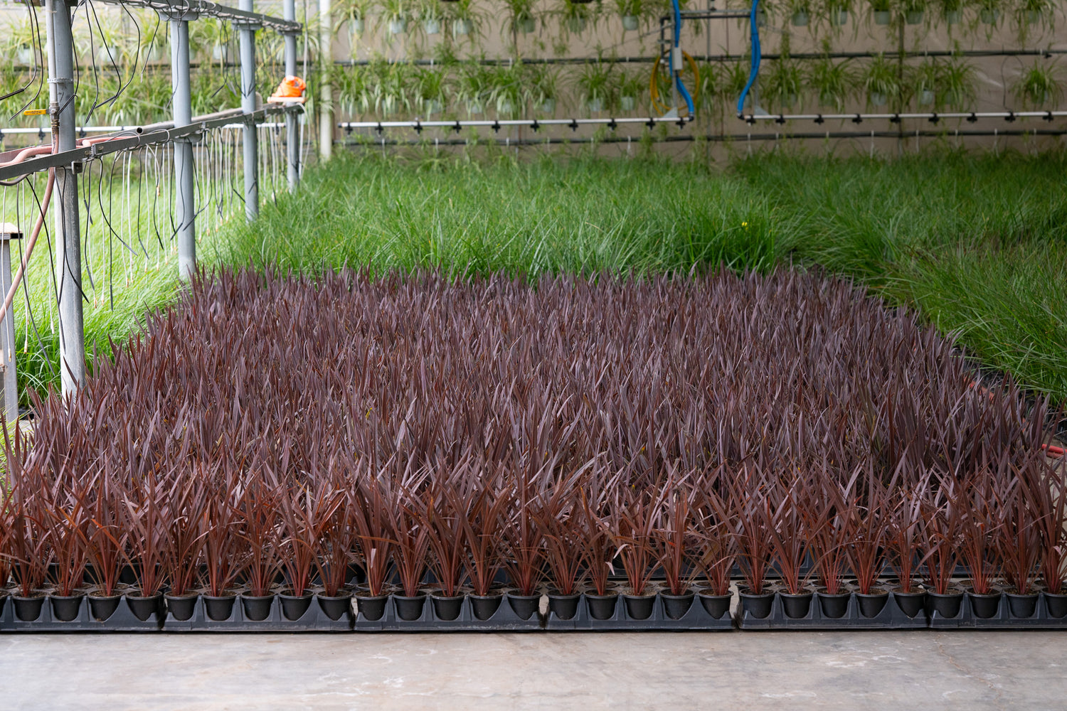 4” Flats Cordyline - Chocolate Dream