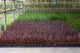 4” Flats Cordyline - Chocolate Dream