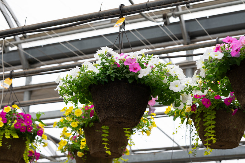 12" Premium Fibre Hanging Basket – Cotton Candy Glow Mix