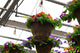 12" Premium Fibre Hanging Basket – Sunset Blaze Mix