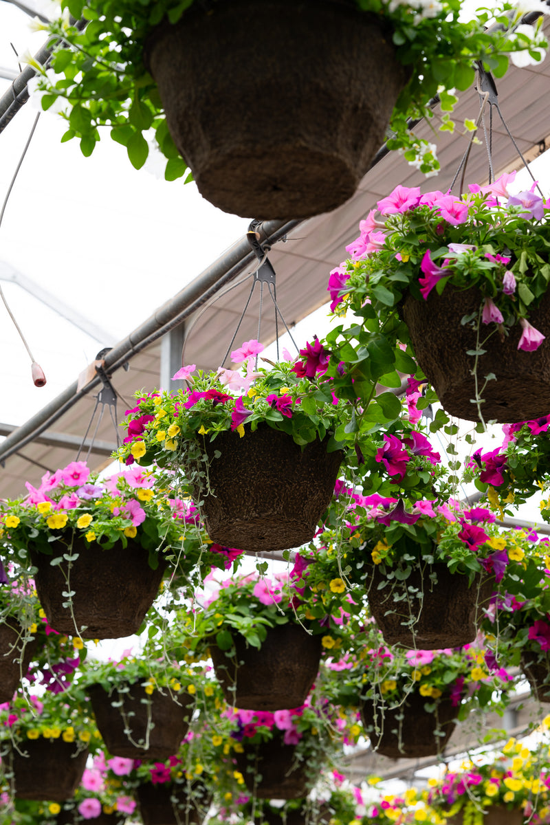 12" Premium Fibre Hanging Basket – Pink Lemonade Twist Mix