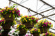 12" Premium Fibre Hanging Basket – Lemonberry Splash Mix