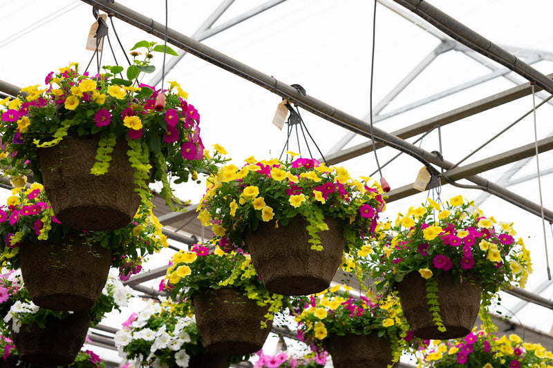 12" Premium Fibre Hanging Basket – Lemonberry Splash Mix