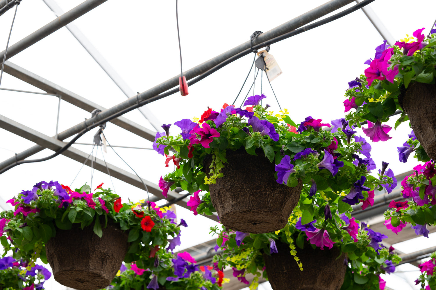 12" Premium Fibre Hanging Basket – Festival Lights Mix