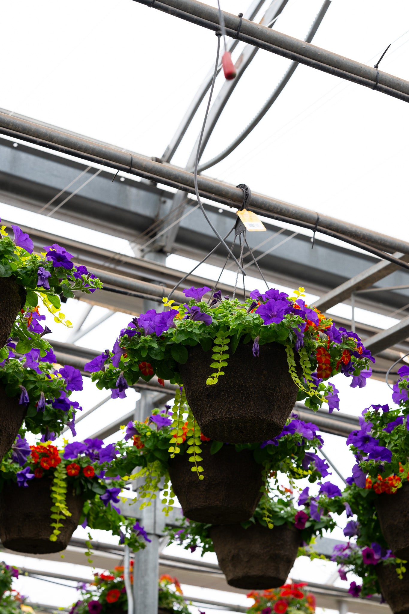 12" Premium Fibre Hanging Basket – Jewel Blaze Mix
