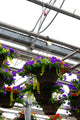 12" Premium Fibre Hanging Basket – Jewel Blaze Mix