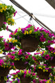 12" Premium Fibre Hanging Basket – Carnival Burst Mix