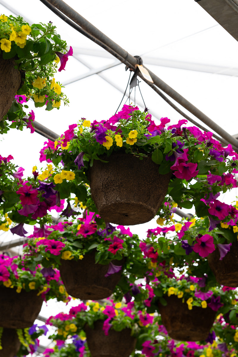 12" Premium Fibre Hanging Basket – Carnival Burst Mix