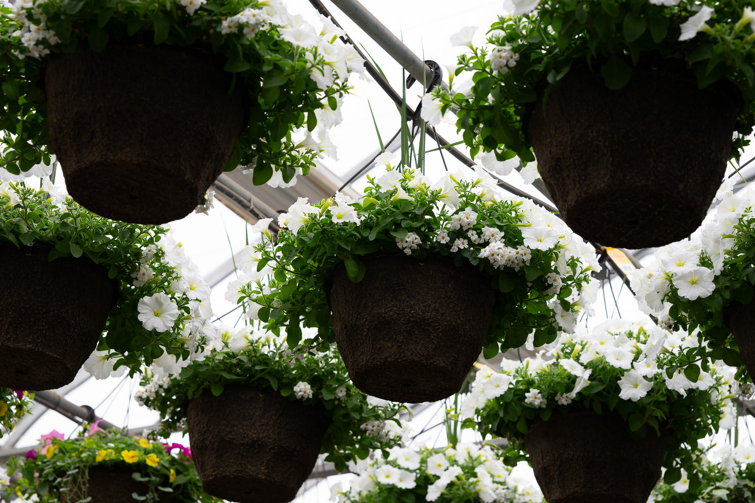 12" Premium Fibre Hanging Basket – Snowfall Symphony Mix