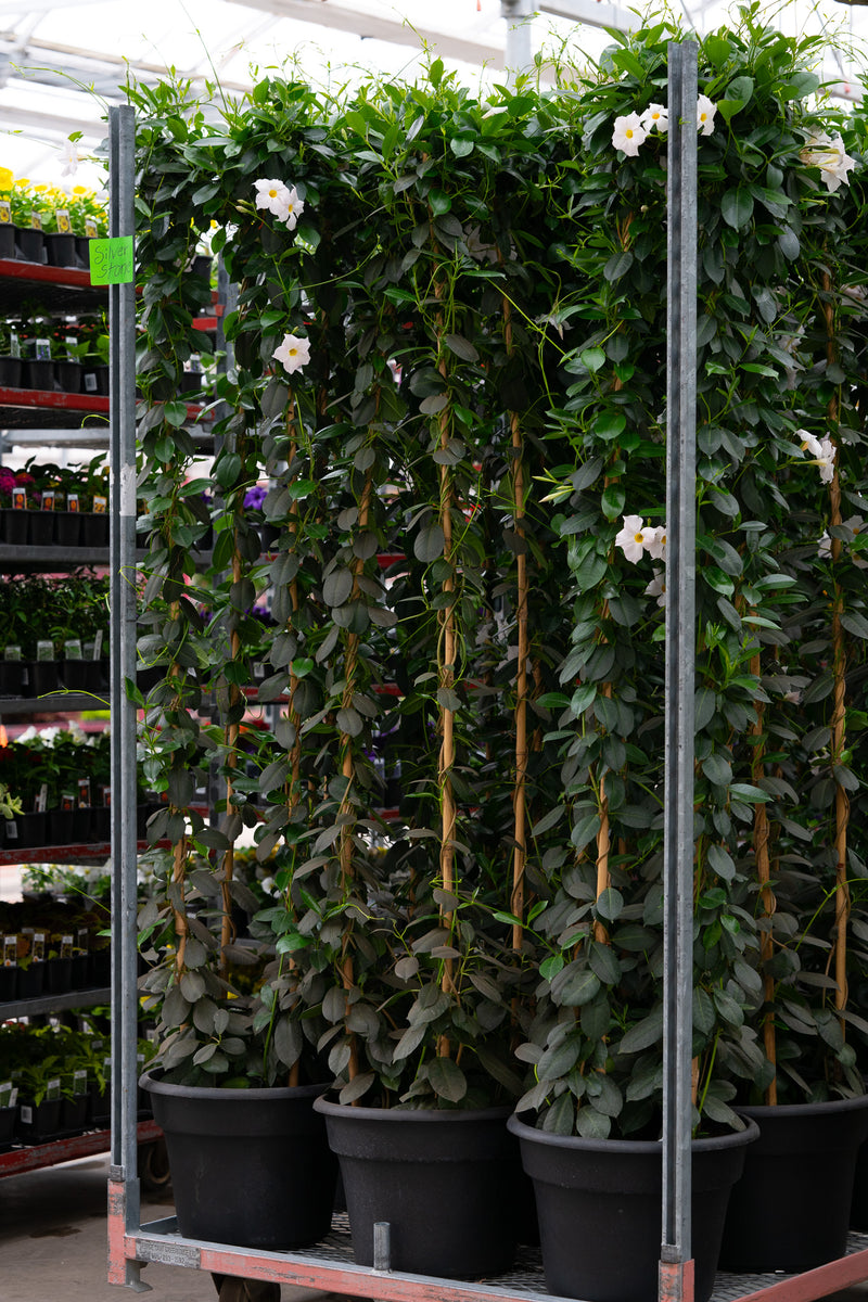 14" DIPLADENIA W/ 6' BAMBOO TRELLIS