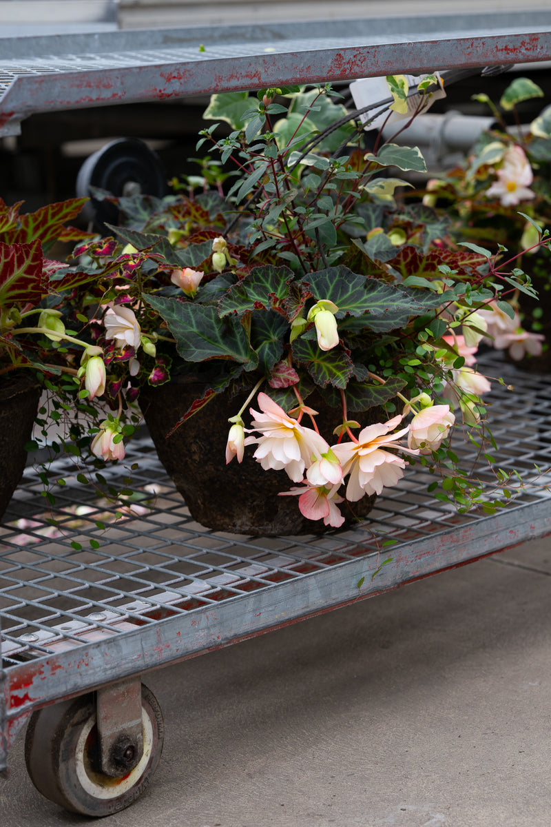 12" Premium Fibre Hanging Basket – Blushing Cascade Mix