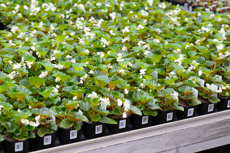 4" Flats White Begonia - North Pole