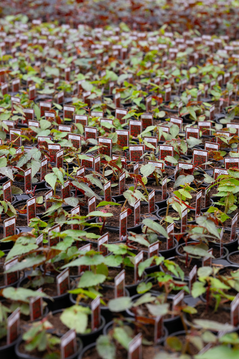 4" Flats Red Begonia - Dragon Wing