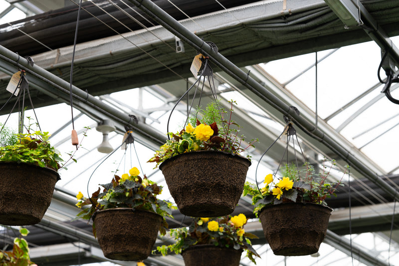 12" Shade Hanging Basket – Sunshine Cascade Mix