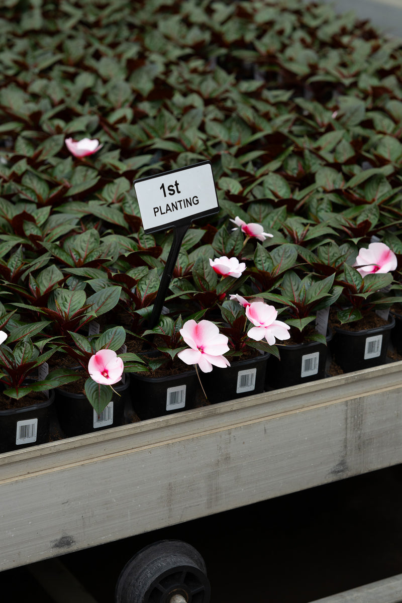 4" Flats New Guinea Impatiens – Early Bloomers