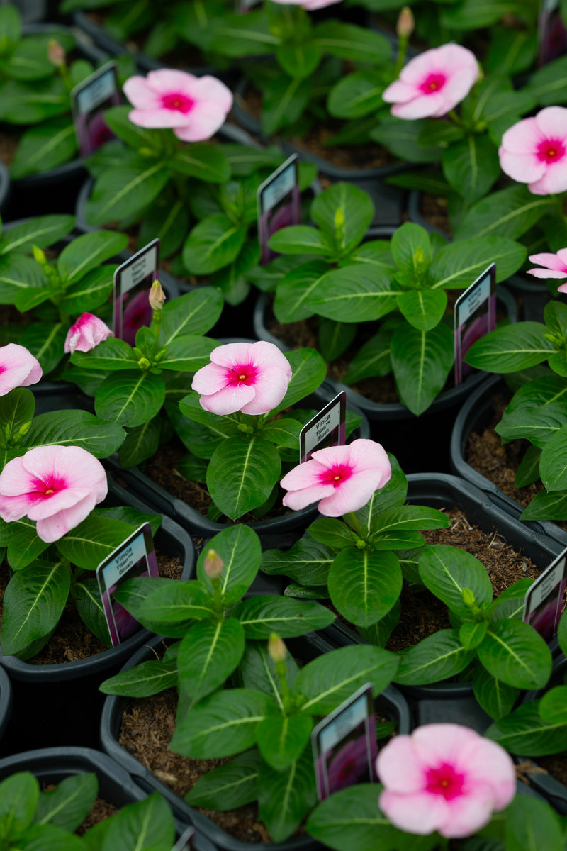 4" Flats Vinca - Titan Pink