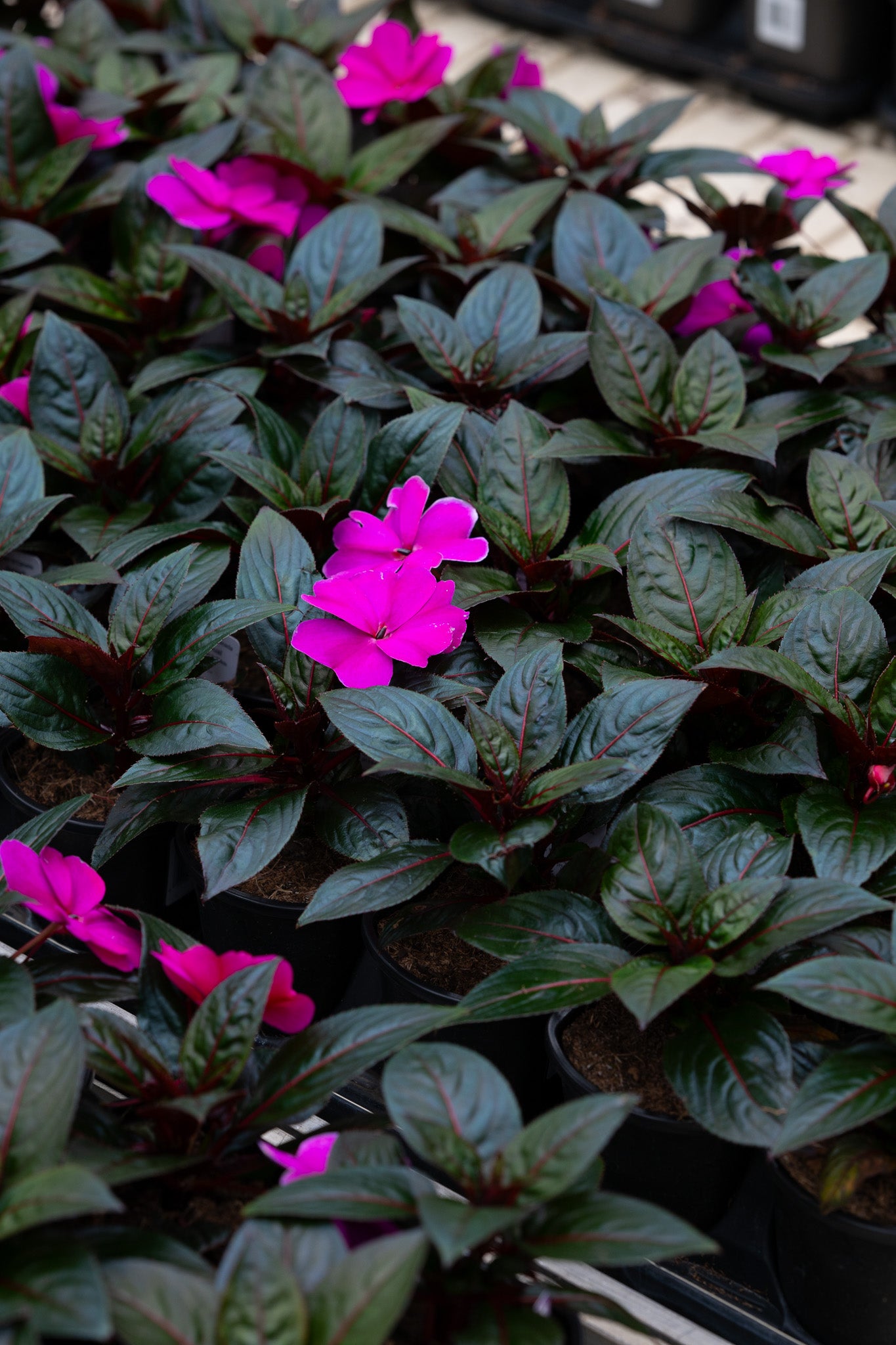 4" Flats New Guinea Impatiens – Electric Fuchsia