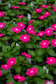 4” Flats Vinca | Fuchsia Splash
