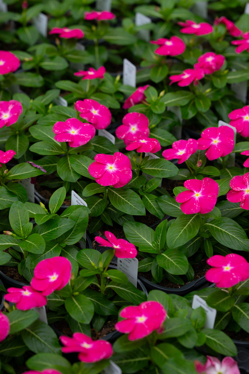 4” Flats Vinca | Fuchsia Splash