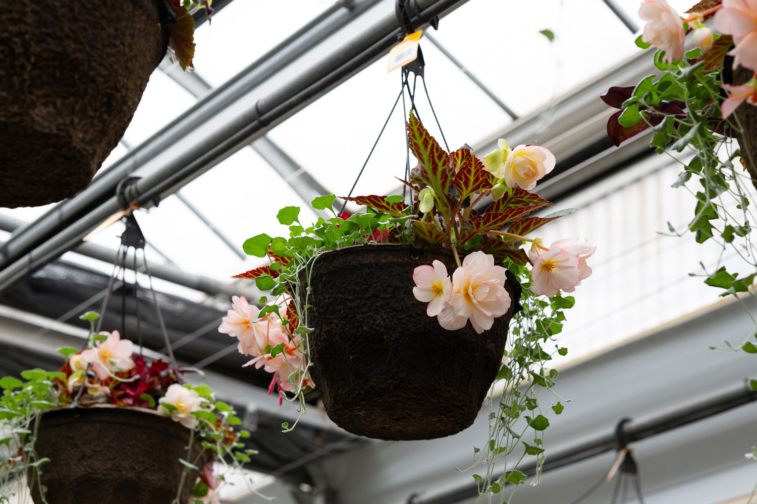 12" Premium Shade Hanging Basket | Blush Elegance Mix