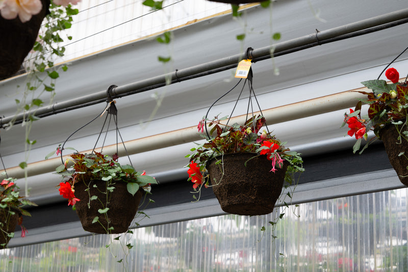 12" Premium Shade Hanging Basket | Crimson Falls Mix
