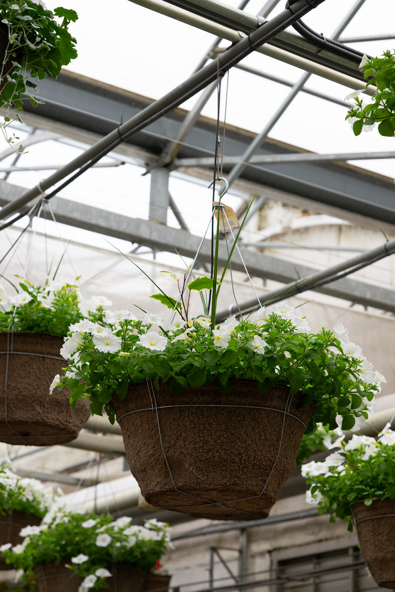 18" Premium Sun Hanging Basket | Snowfall Glow Mix