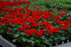 4" Flat Geranium – Scarlet Blaze