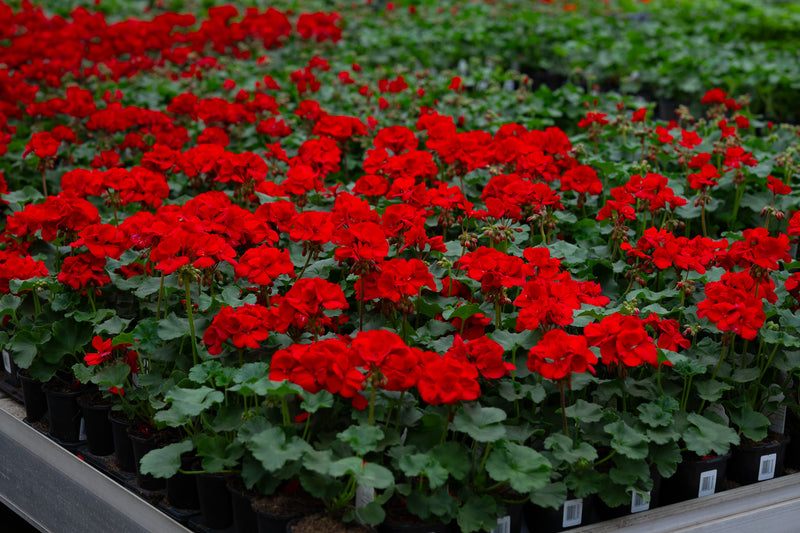 4" Flat Geranium – Scarlet Blaze