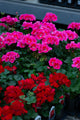 4" Flat Geranium – Raspberry Punch