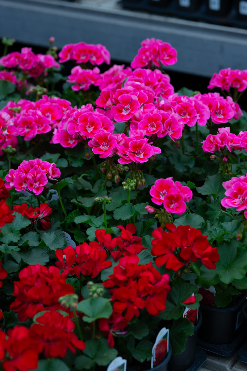 4" Flat Geranium – Raspberry Punch