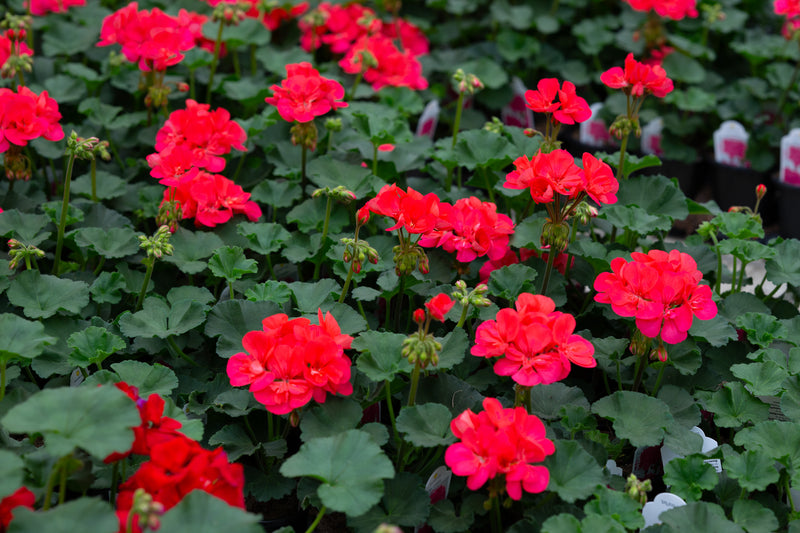 4" Flats Geranium – Fiery Red