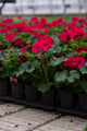4" Flats Geranium – Velvet Burgundy