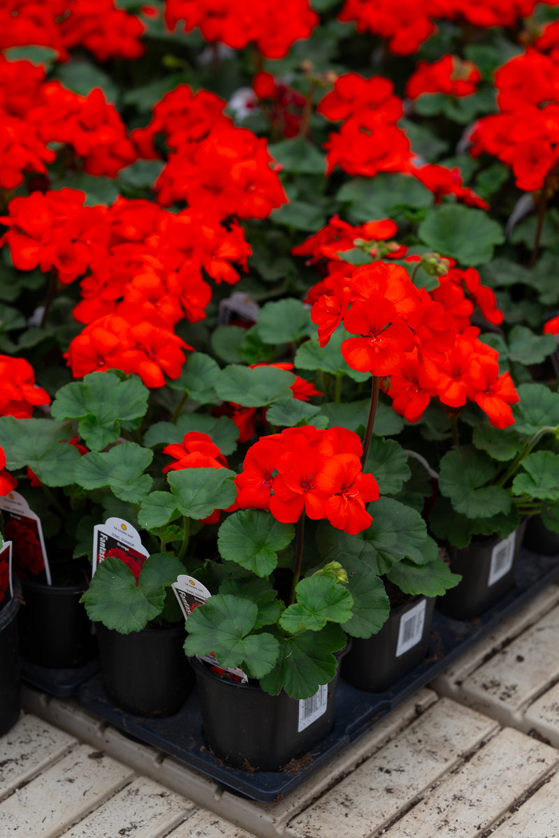 4" Flats Geranium – Sparking Red