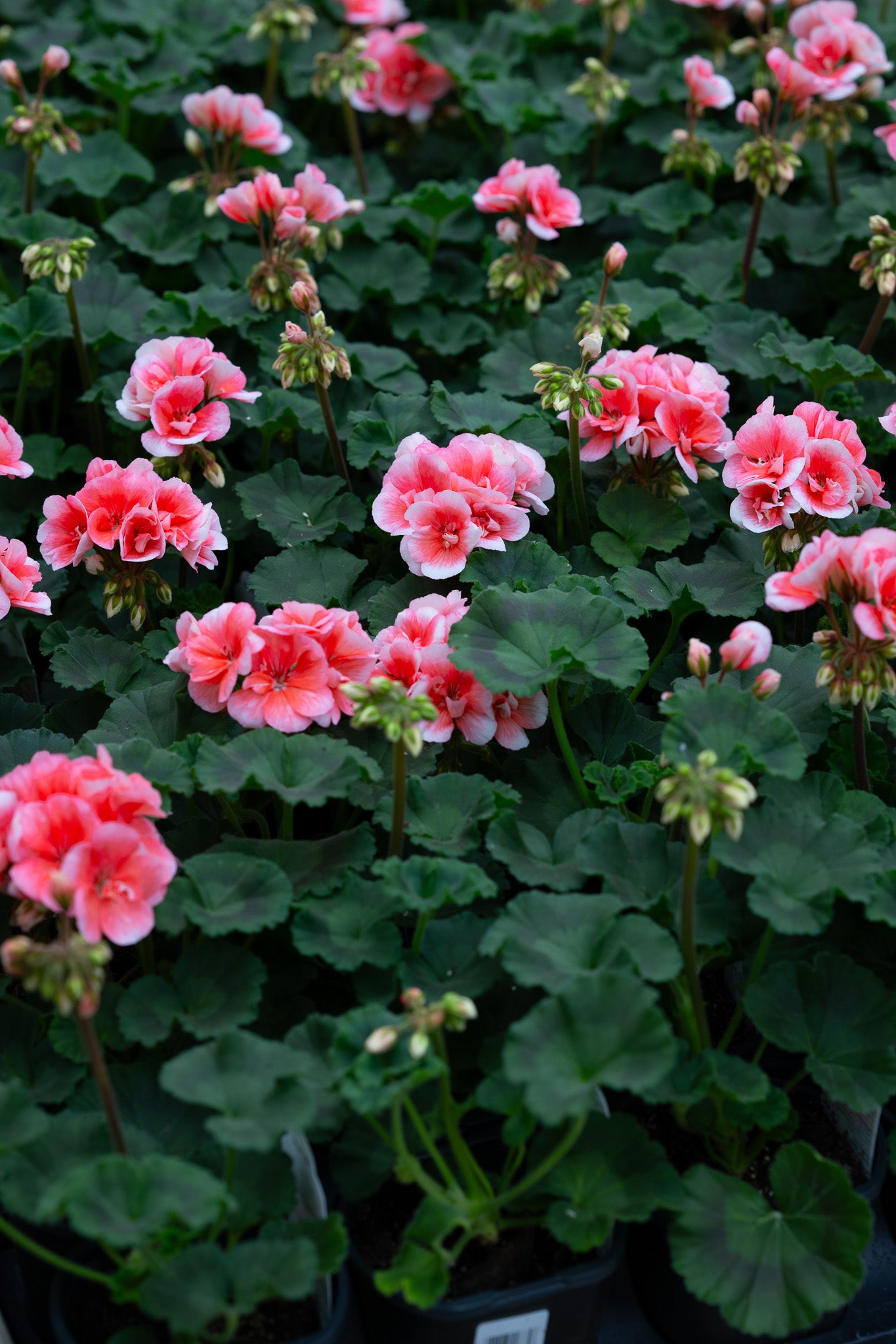 4" Flats Geranium – Coral Charm