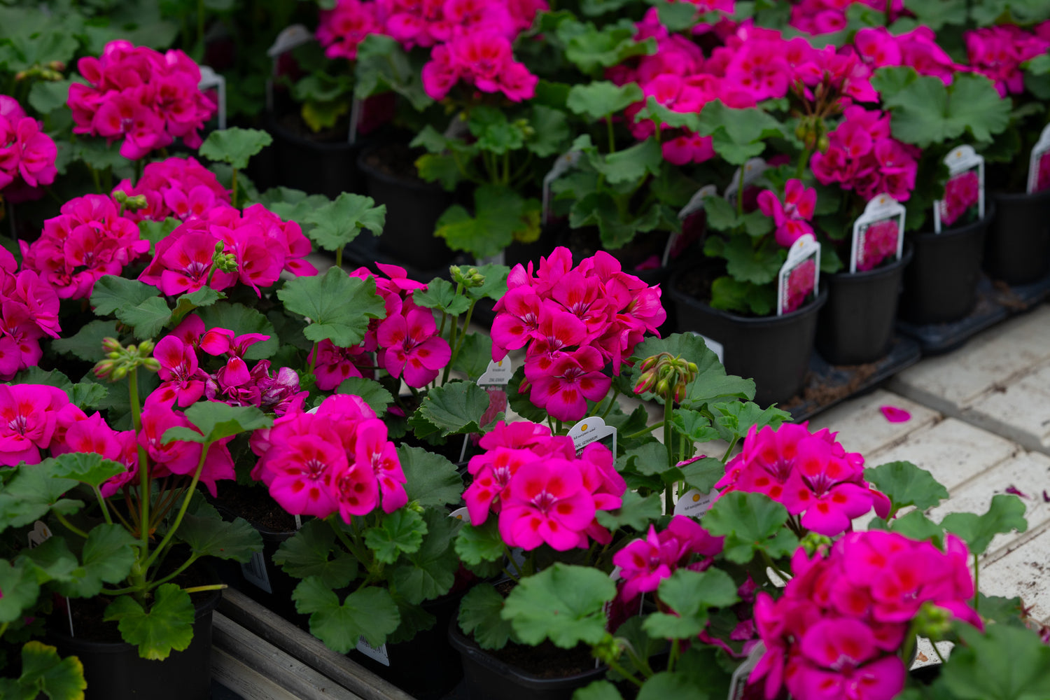 4" Flats Geranium – Magenta Popper