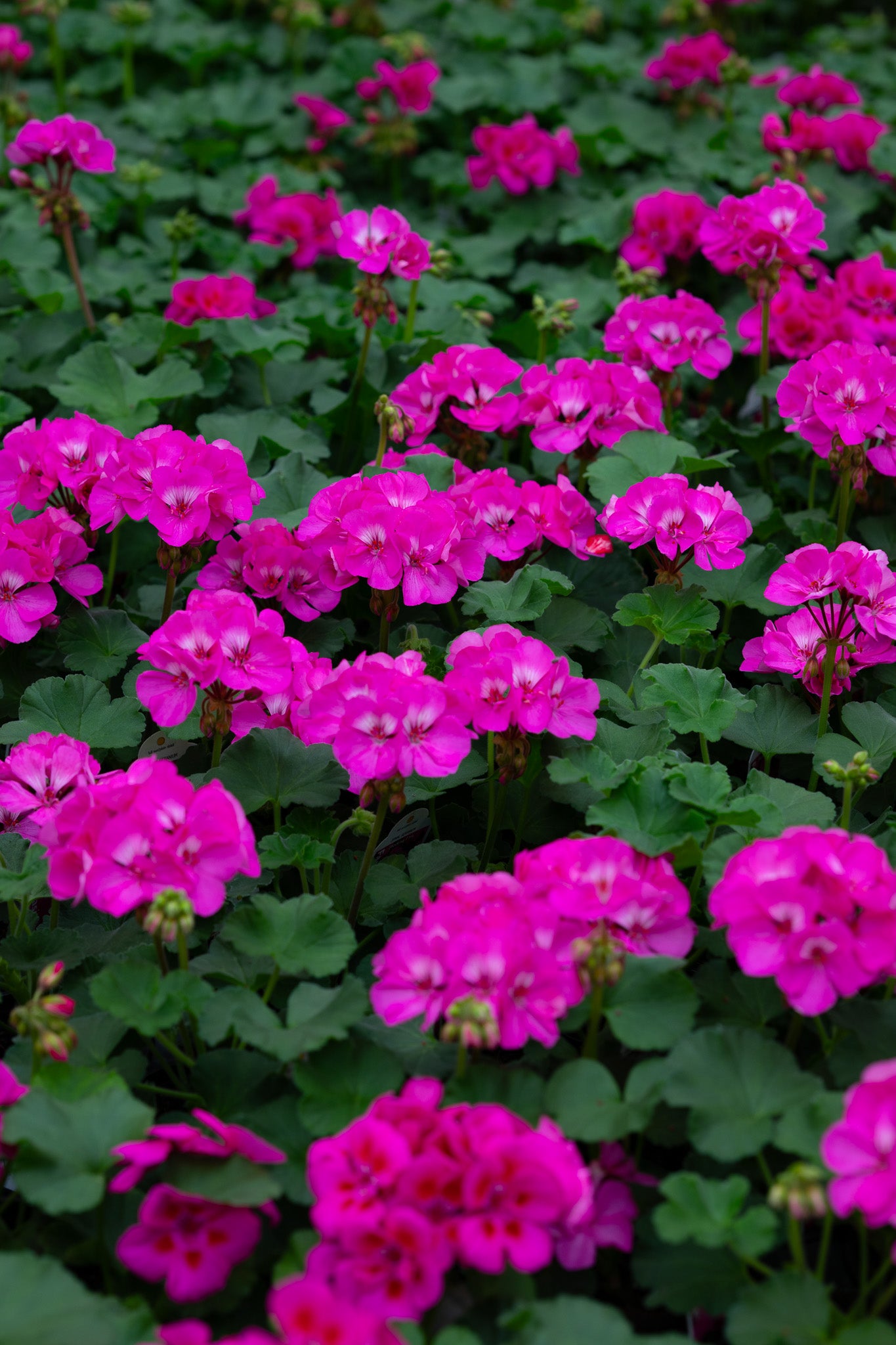 4" Flats Geranium – Fuchsia Dream