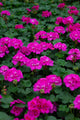 4" Flats Geranium – Fuchsia Dream