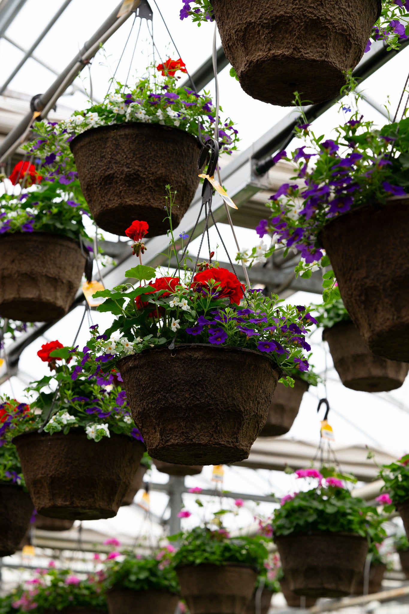 12" Premium Fibre Sun Hanging Basket – Starry Night Mix