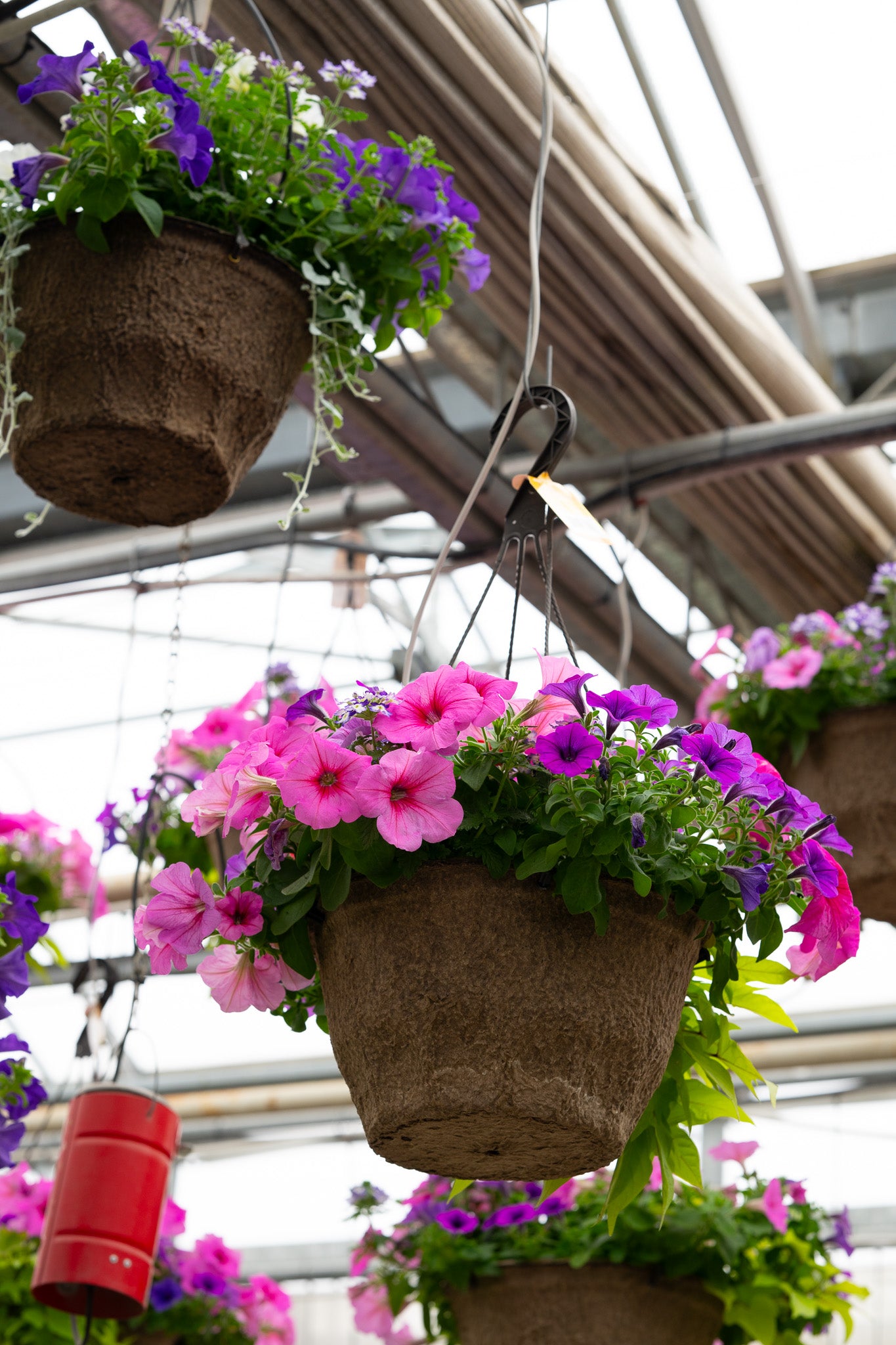 12" Premium Fibre Sun Hanging Basket – Cotton Candy Splash Mix