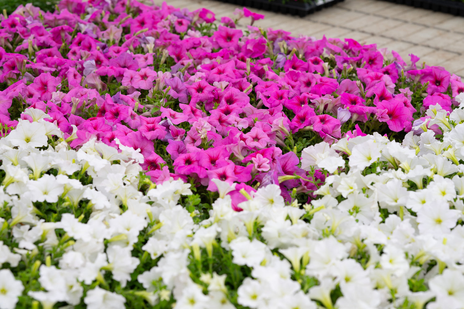 4" Premium Sun Petunia – Blushing Snow Mix