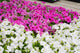 4" Premium Sun Petunia – Blushing Snow Mix