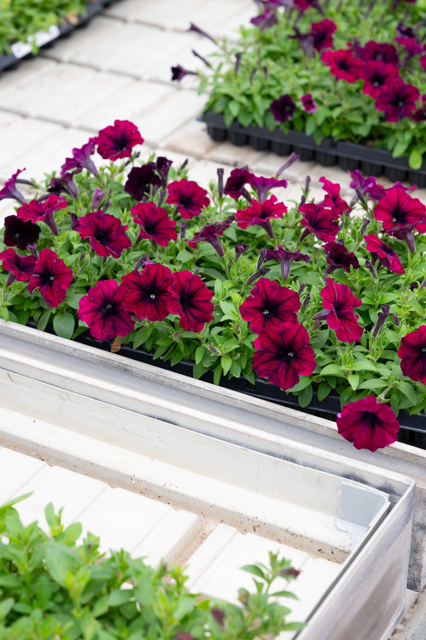 4" Premium Sun Petunia – Velvet Wine Mix