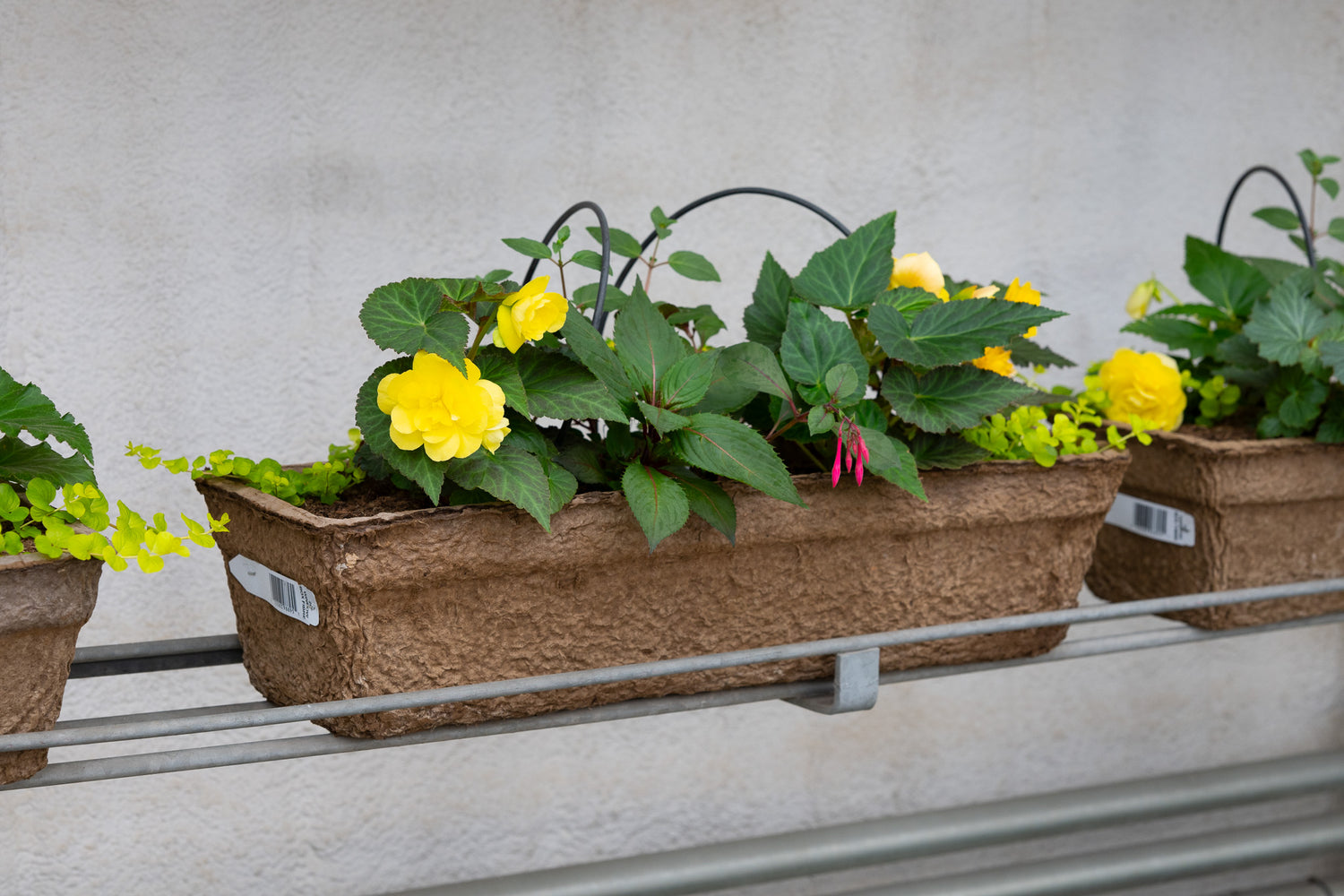 24" Premium Fibre Window Box – Sunshine Glow Mix