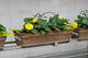 24" Premium Fibre Window Box – Sunshine Glow Mix