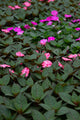 4" Flats Impatiens – Blush Charm Mix