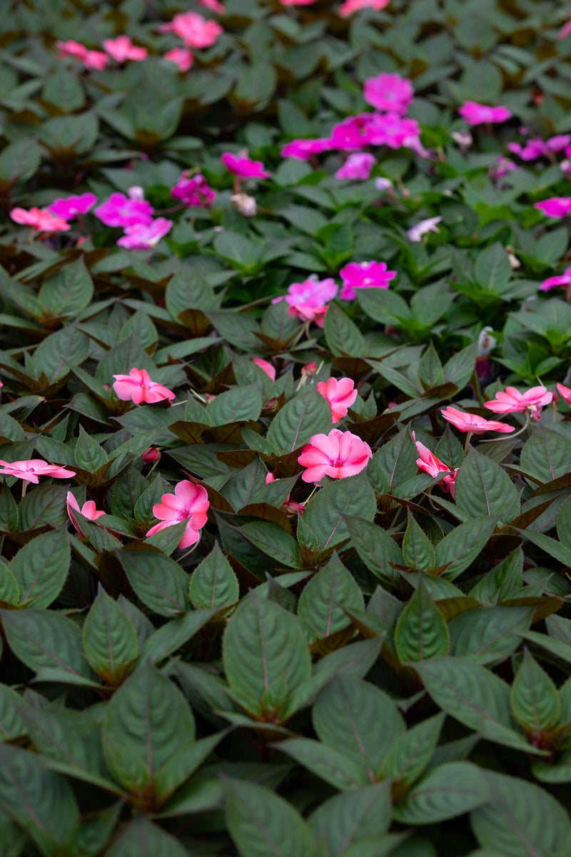 4" Flats Impatiens – Blush Charm Mix