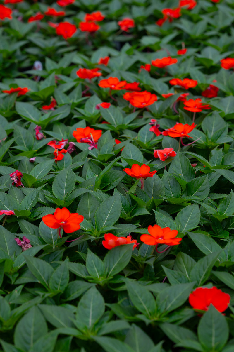 4" Flats Impatiens – Fireburst Mix
