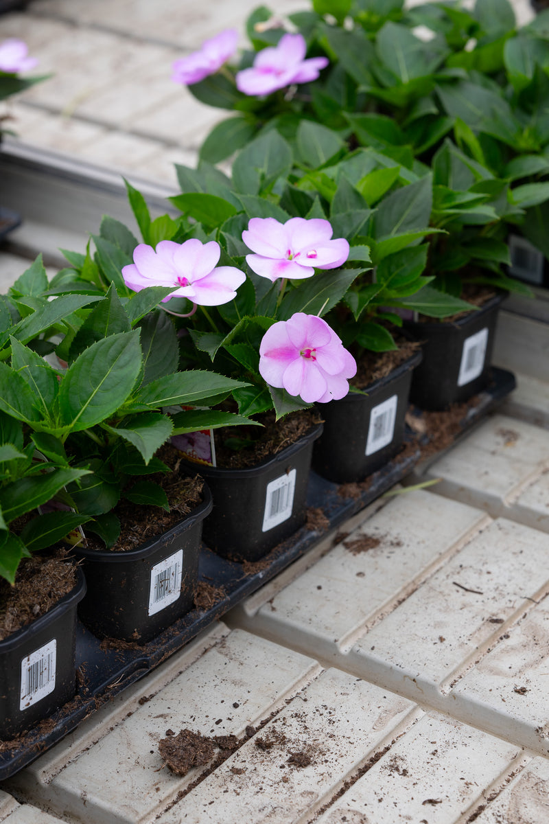 4" Flats Impatiens – Cotton Candy Kiss Mix