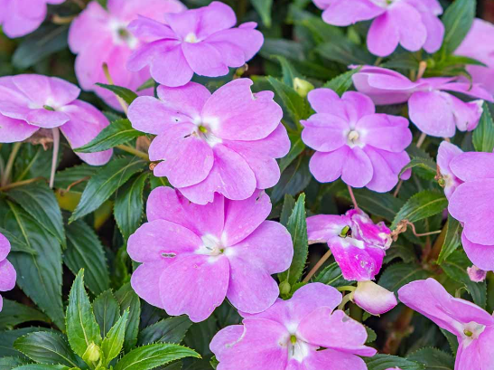 4 Inch New Guinea Impatient Flat